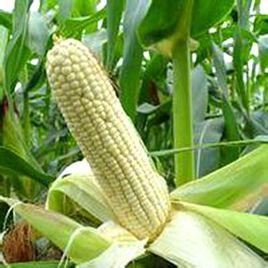 景坡銀糯 景坡銀糯