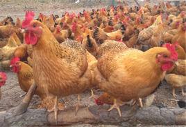 海南文昌雞 海南文昌雞