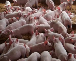 赫里福德豬 赫里福德豬