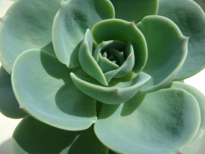 玉蝶編躍 玉蝶編躍