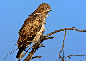 西非短趾雕 西非短趾雕