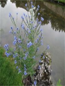 山琉璃草屬 山琉璃草屬