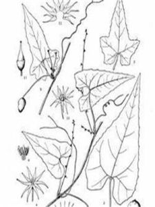 雲南盒子草 雲南盒子草