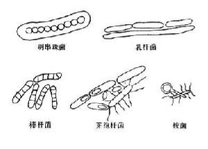 活細胞催化劑 活細胞催化劑