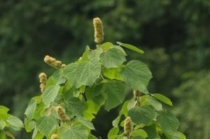 圓葉野桐 圓葉野桐