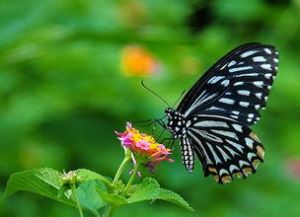 擬青斑鳳蝶 擬青斑鳳蝶