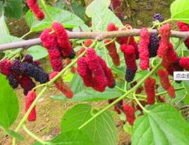 台灣長果桑 台灣長果桑