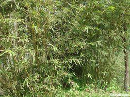 騰衝箭竹 騰衝箭竹