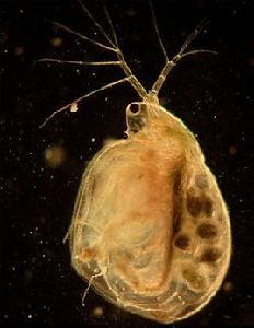 鋸頂低額溞 鋸頂低額溞