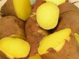 黃心番薯 黃心番薯