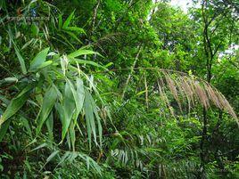 粽葉蘆屬 粽葉蘆屬