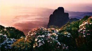 金秀杜鵑 金秀杜鵑