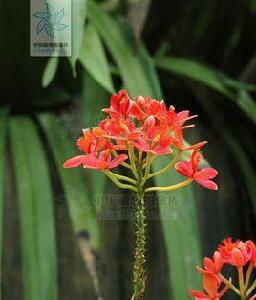 紅花樹蘭 紅花樹蘭