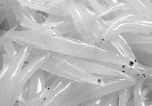 太湖短吻銀魚 太湖短吻銀魚