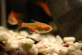 紅十字魚 紅十字魚