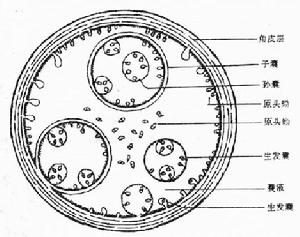 棘泡蟲科 棘泡蟲科