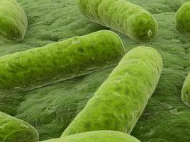 化能異養菌 化能異養菌