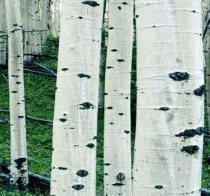 白楊禮讚 白楊禮讚