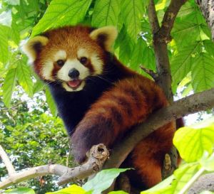 小熊貓[食肉動物]