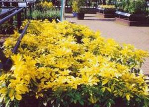 光舞墨西哥橘 光舞墨西哥橘