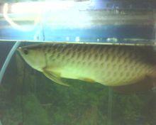 藍過背金龍魚形態圖