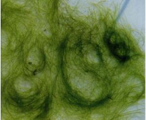 泡胞水綿 泡胞水綿