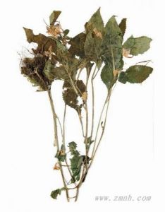 浙皖鳳仙花 浙皖鳳仙花