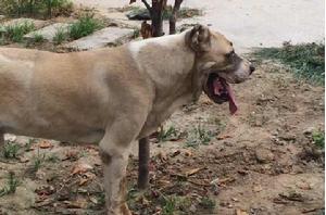 中亞牧羊犬 中亞牧羊犬