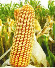 夏玉米抗倒增產技術