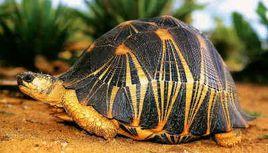 放射陸龜 放射陸龜