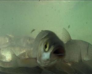 無備虎鮋 無備虎鮋