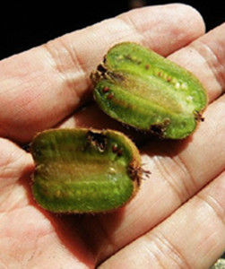 粗齒獼猴桃 粗齒獼猴桃