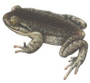 錫金齒突蟾 錫金齒突蟾