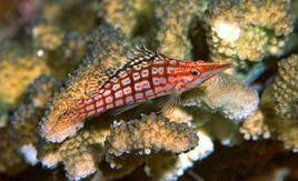 紅嘴尖格魚 紅嘴尖格魚