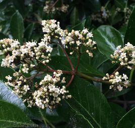 法國冬青 法國冬青