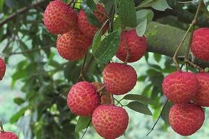 茂名白糖罌荔枝