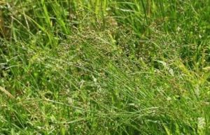 獨穗飄拂草 獨穗飄拂草