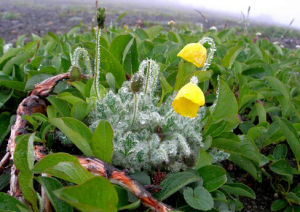 小果罌粟 小果罌粟
