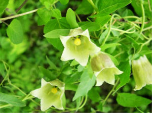 素花黨參 素花黨參