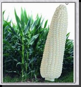 渝糯7號 渝糯7號