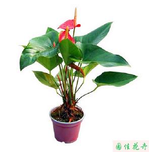 湖北園佳花卉有限公司