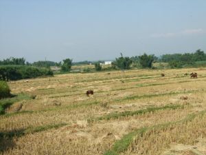 雲南省盈江縣弄璋鎮新府村弄門自然村