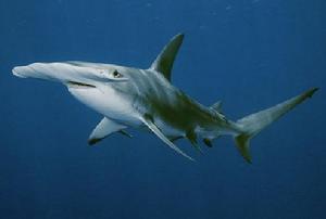 雙髻鯊的頭部形狀好像一把大錘，它的眼睛就長在這隻錘子的兩端，但是現在這種奇特的動物也陷入了瀕臨滅絕的境地。世界野生動物保護聯盟今天宣布雙髻鯊被列入瀕危動物“紅名單”。