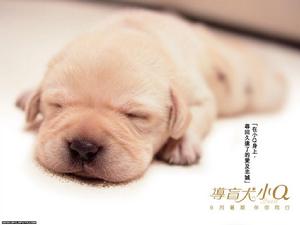 導盲犬小Q 導盲犬小Q