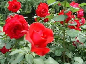 矮生羽葉花 矮生羽葉花