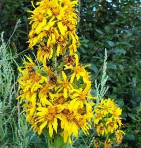 總狀橐吾 總狀橐吾