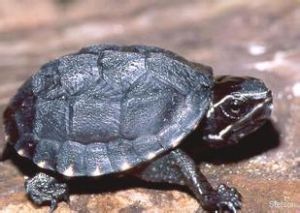 黑旦龜