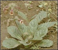 生地提取物 生地提取物