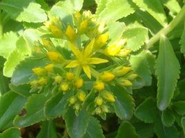 寬葉費菜 寬葉費菜