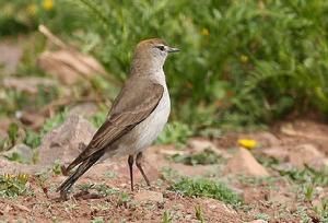 白眉地霸鶲 白眉地霸鶲